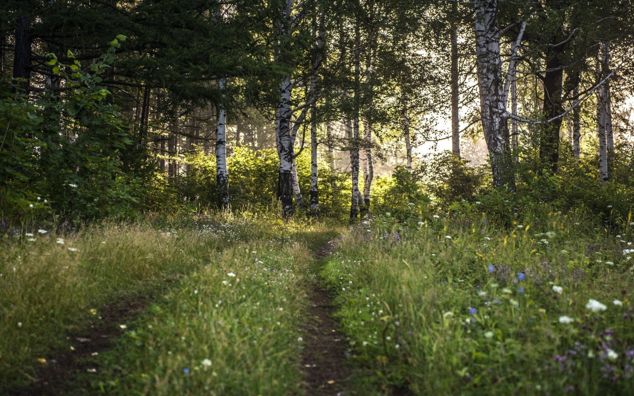 Уральская опушка Поляна