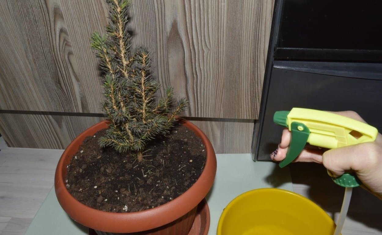 Черенкование елки Коника