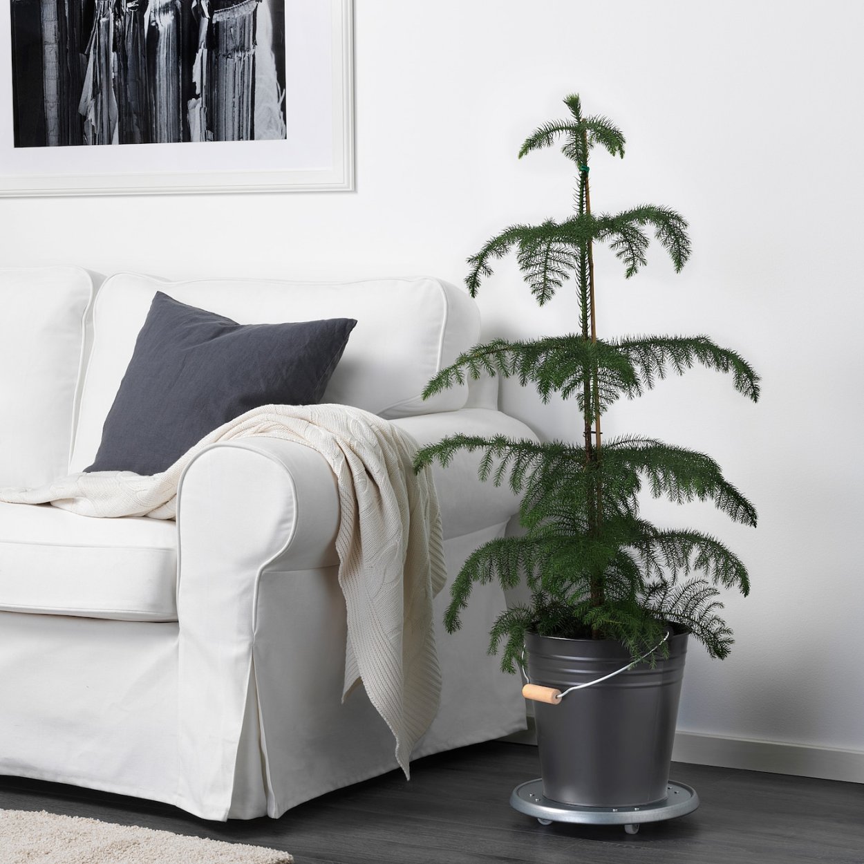 Араукария комнатная в интерьере