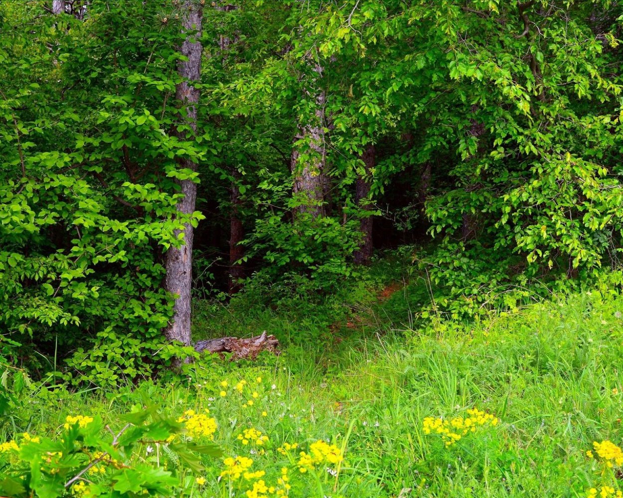 Поляна в лесу