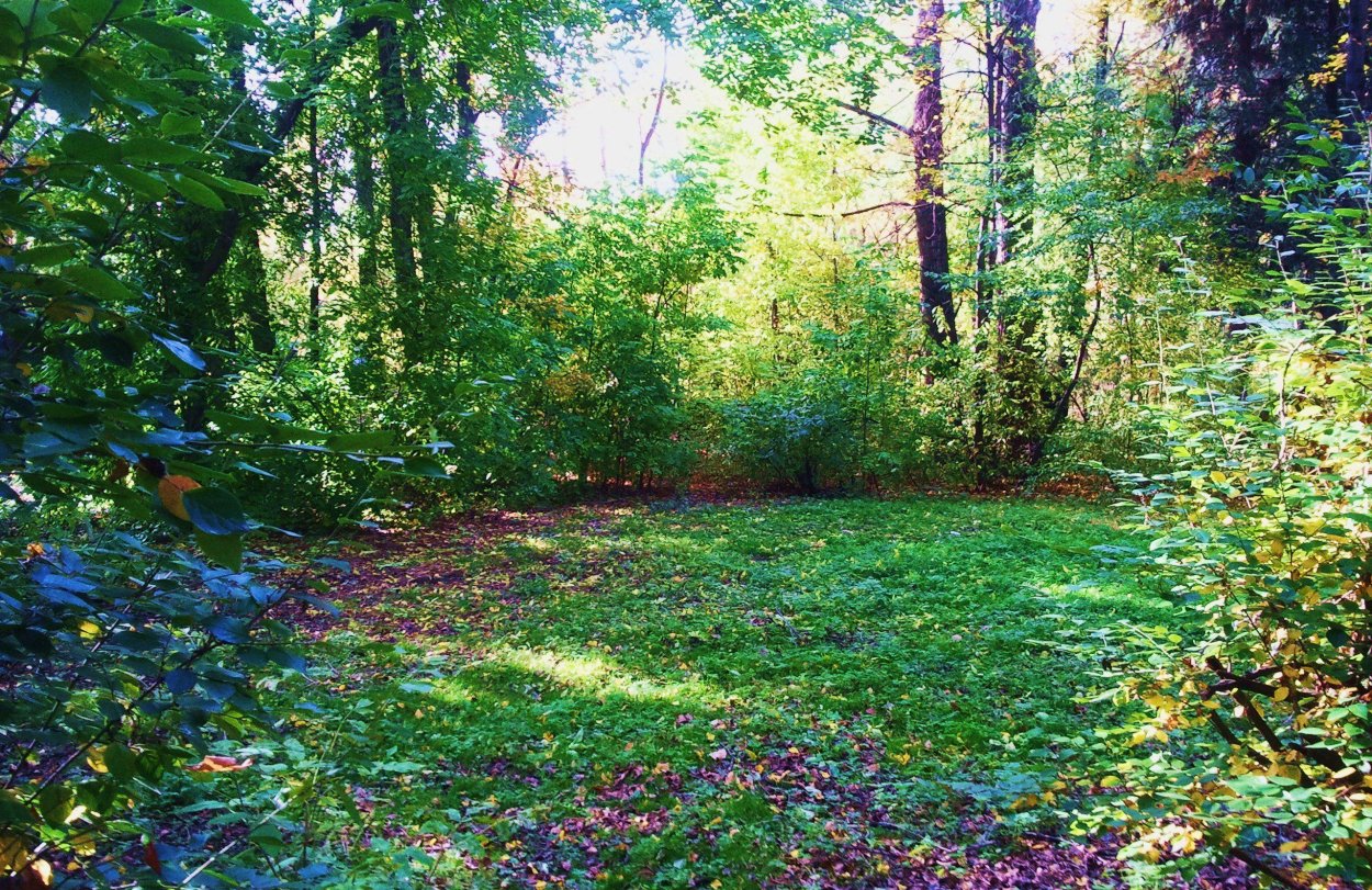 Полянка в лесу