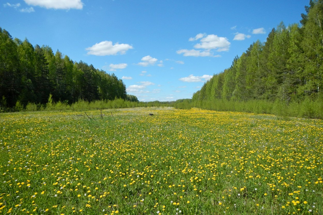 Поляна посреди леса
