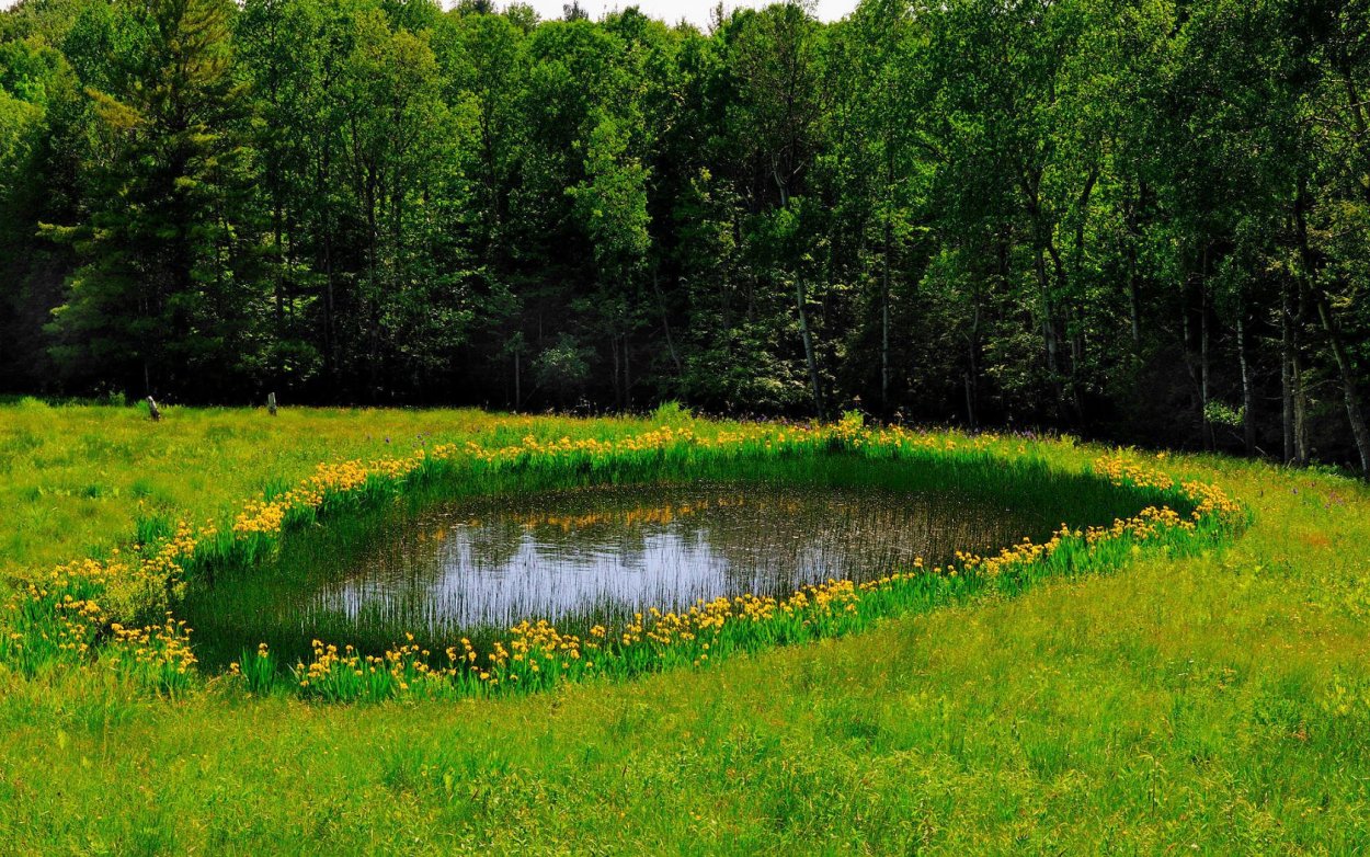 Зеленый пруд Бианки