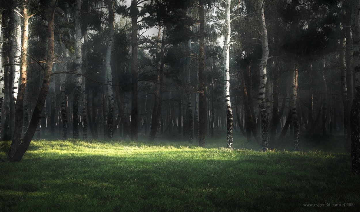 Поляна в лесу ночью