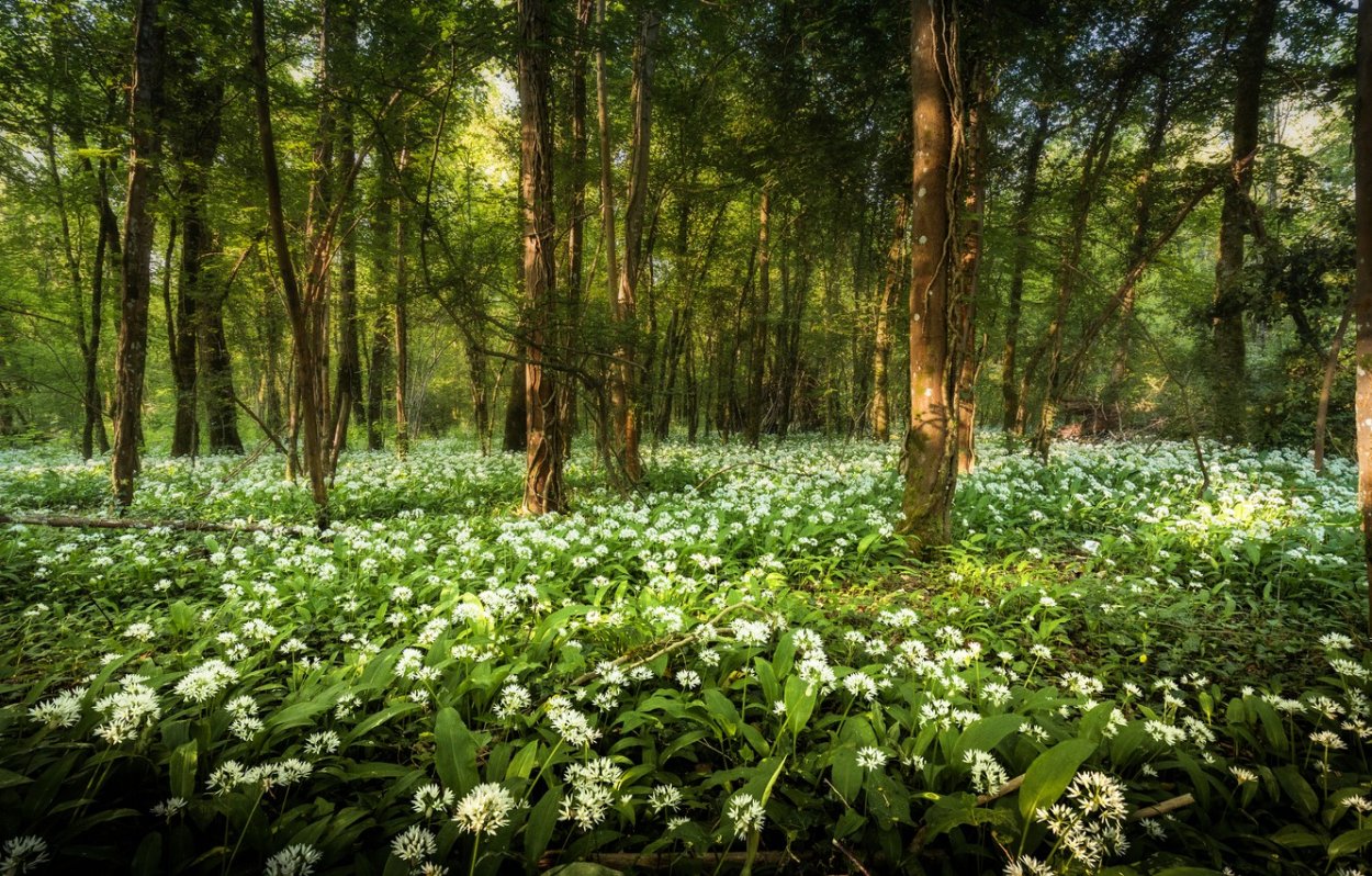 Лесная Поляна