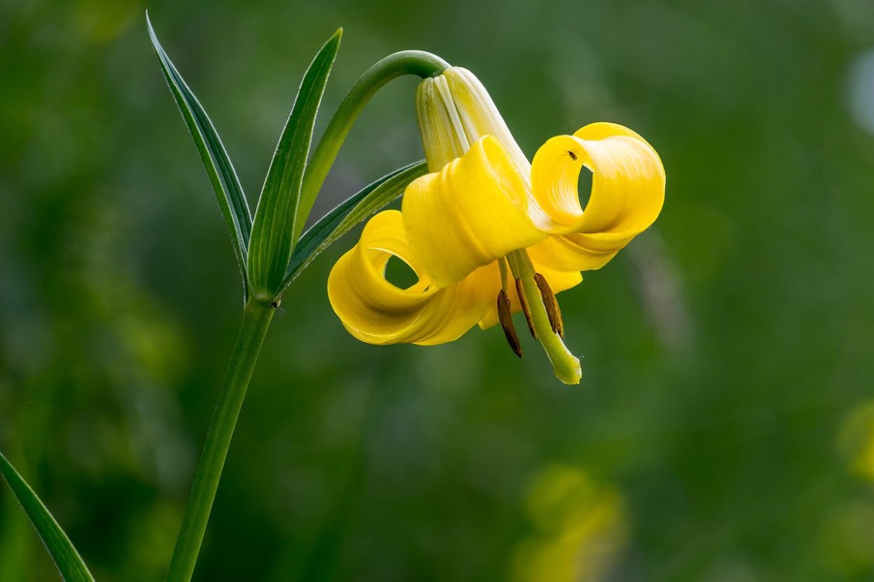 Лесная Лилия саранка