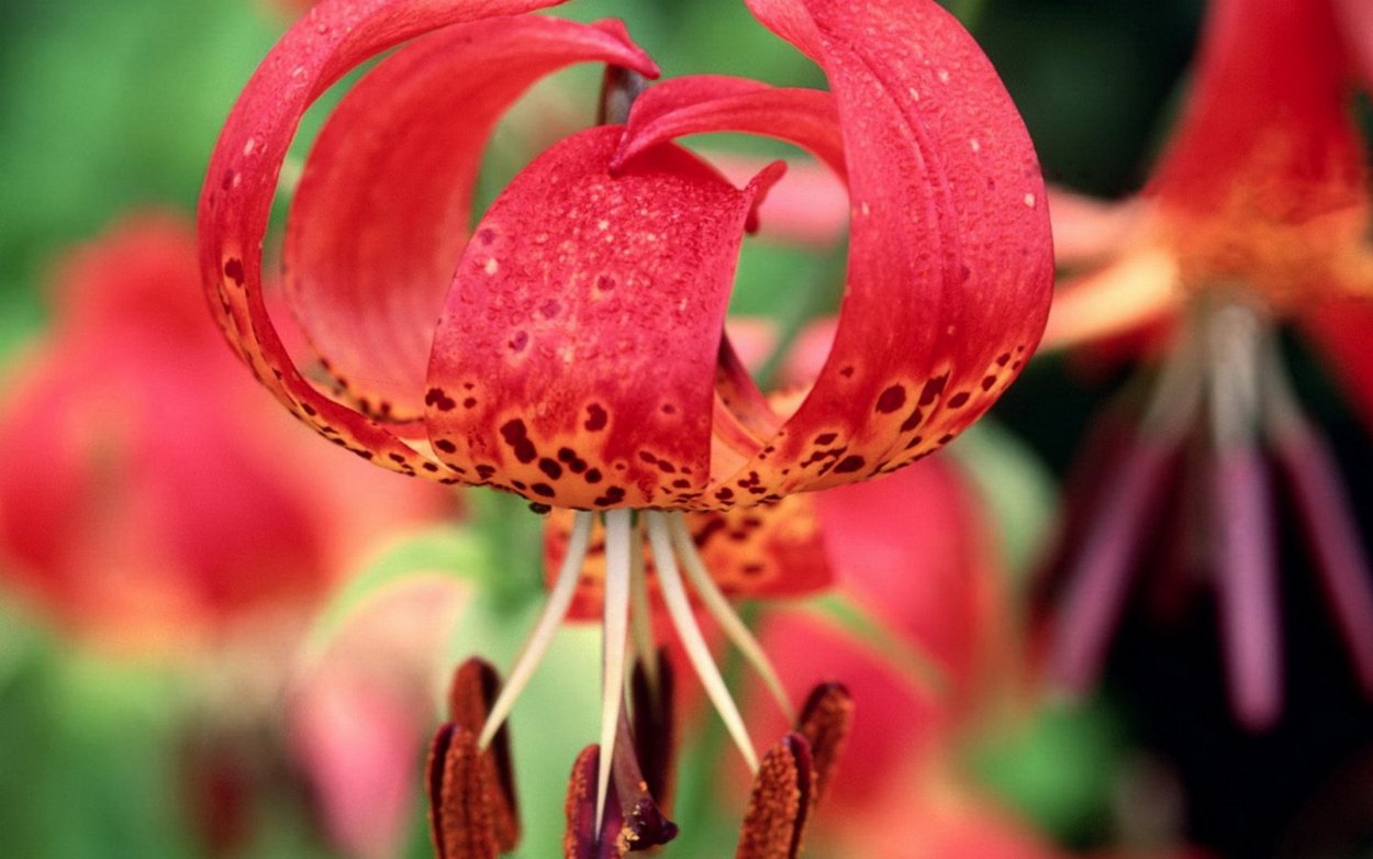 Лилия Дальневосточная саранка