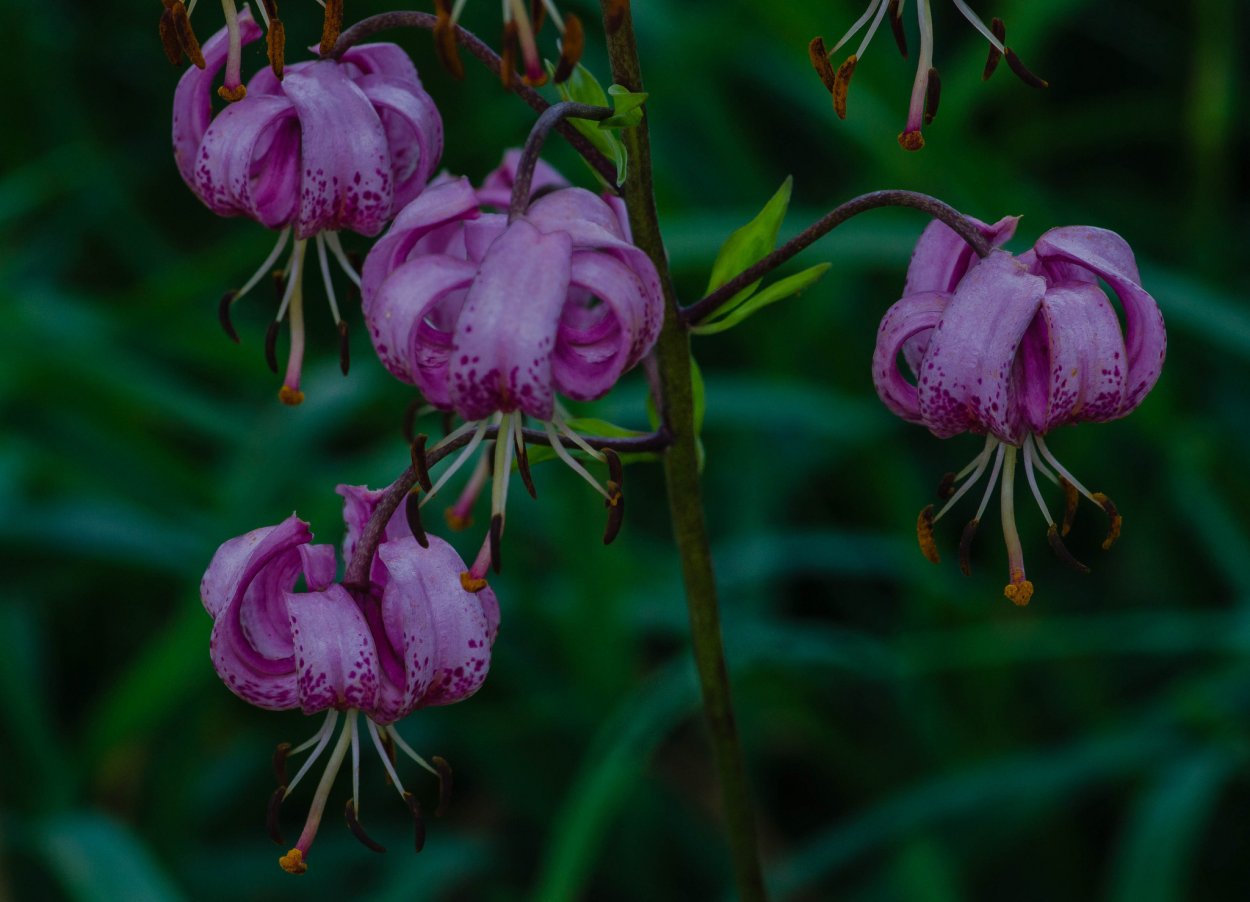 Лилия трио микс (Trio Mix)