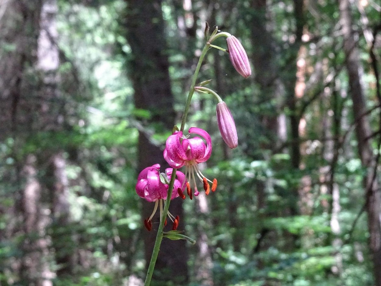 Беловежская пуща Лилия-саранка