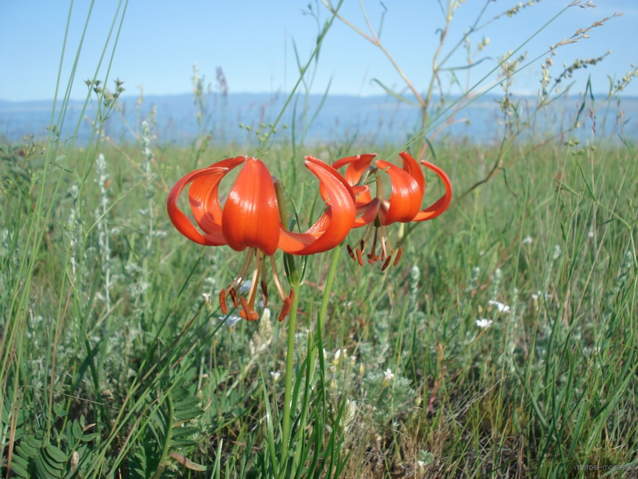 Саранка Байкальская цветок