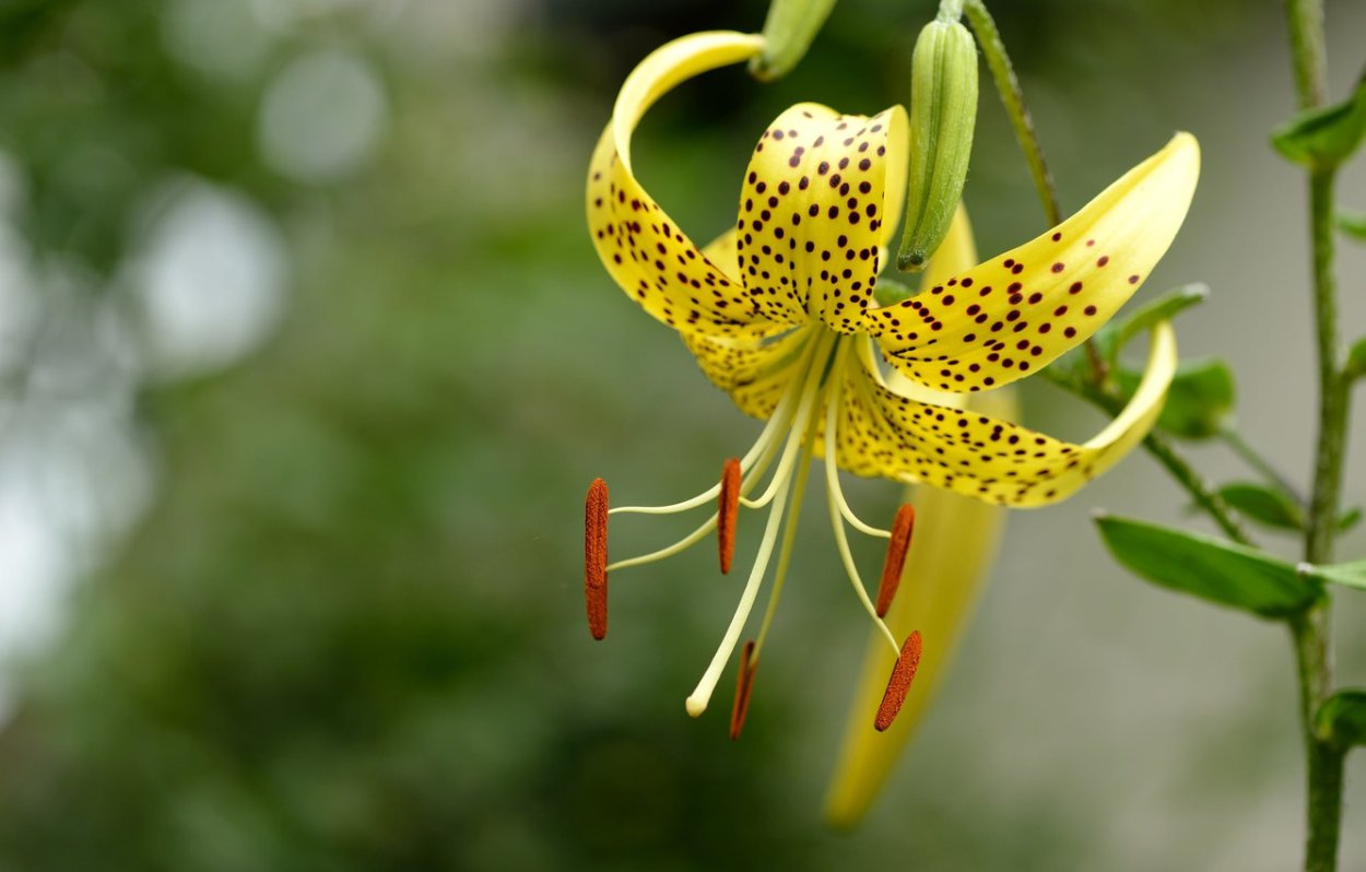 Тигровая Лилия цветок