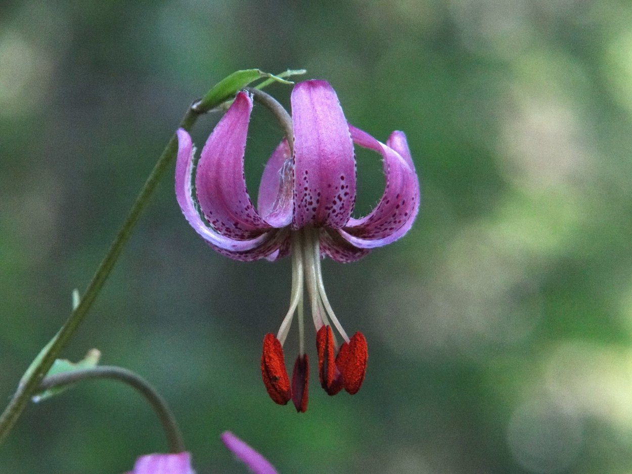 Лилия Даурская саранка