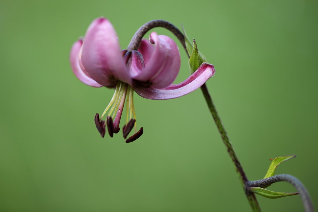 Лилия кудреватая