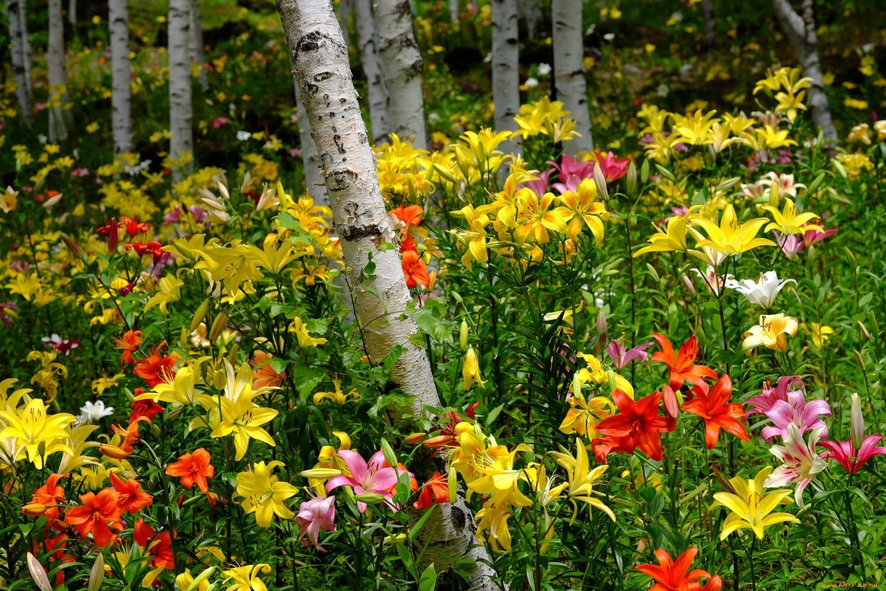 Лилии в природе