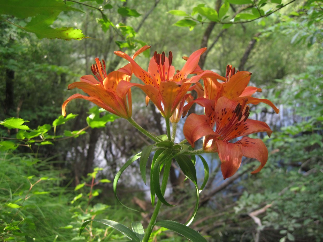 Лилия Даурская саранка