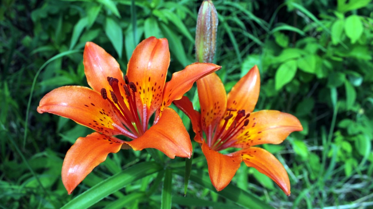 Лилейник Волчья саранка