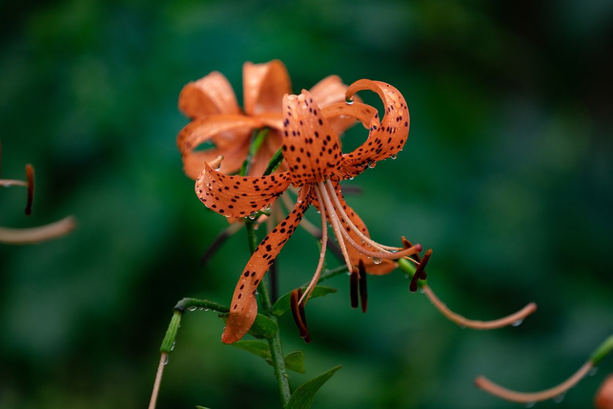 Лилии Дикие цветы