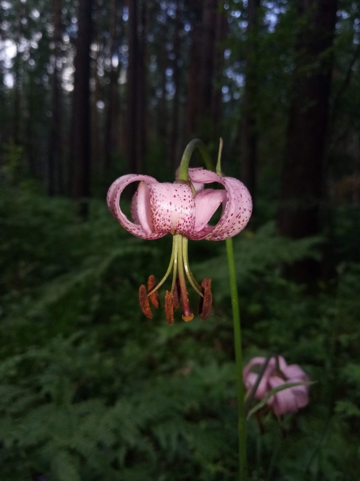 Фото саранки на Байкале не менее 300 пикселей