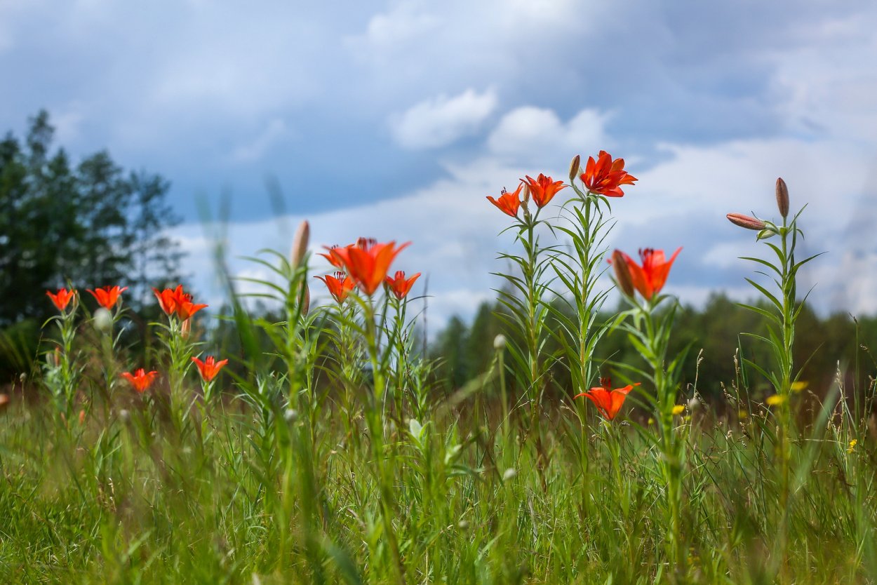 Сардаана сибэкки