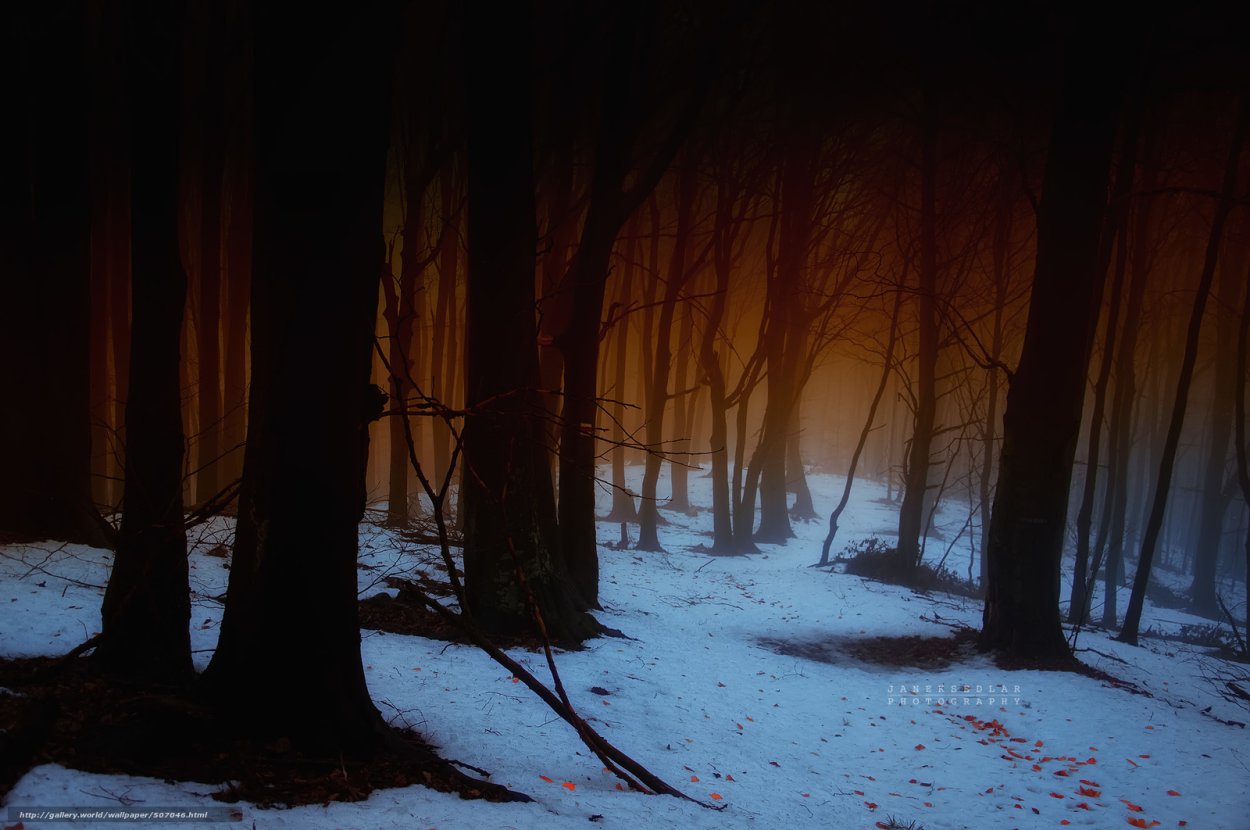 Мрачный лес зимой