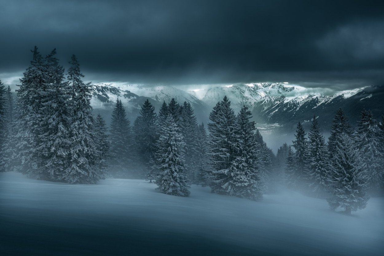 Ночной зимний лес