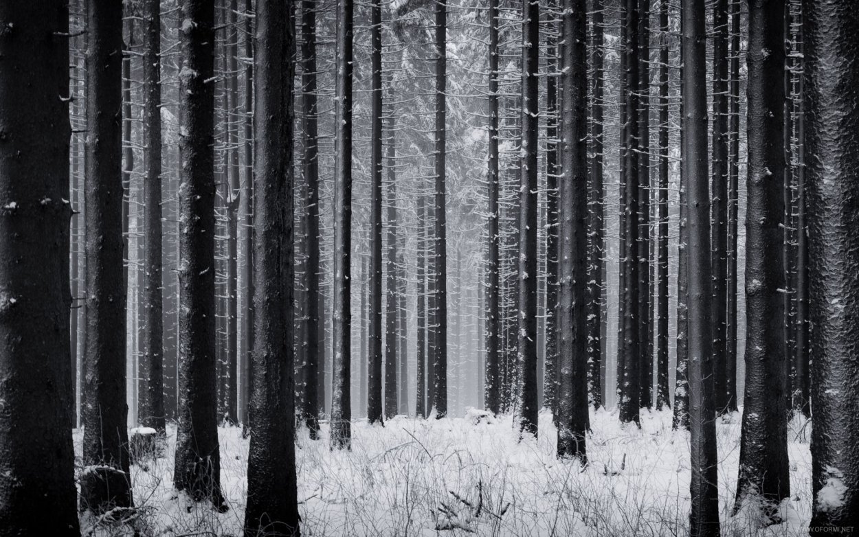 Мрачный снежный лес