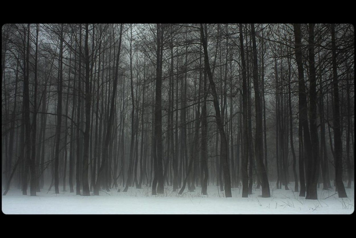 Темный зимний лес
