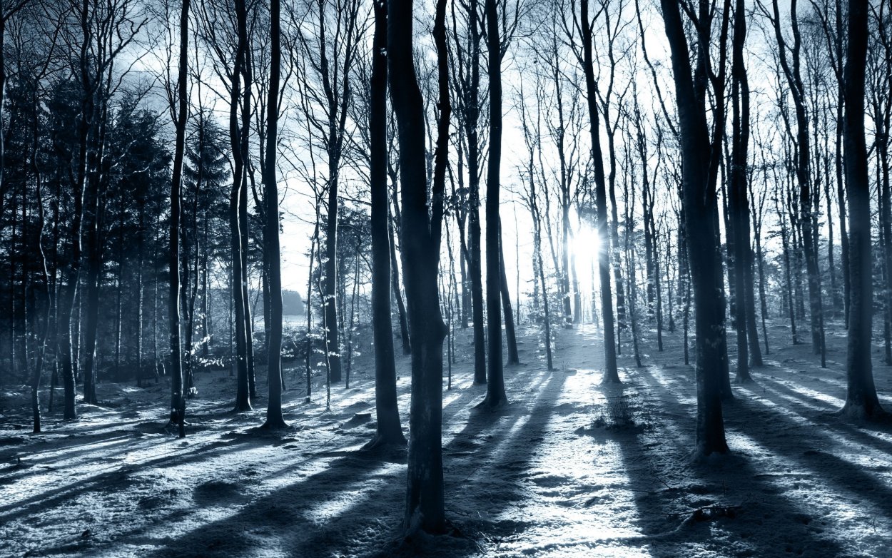 Темный снежный лес