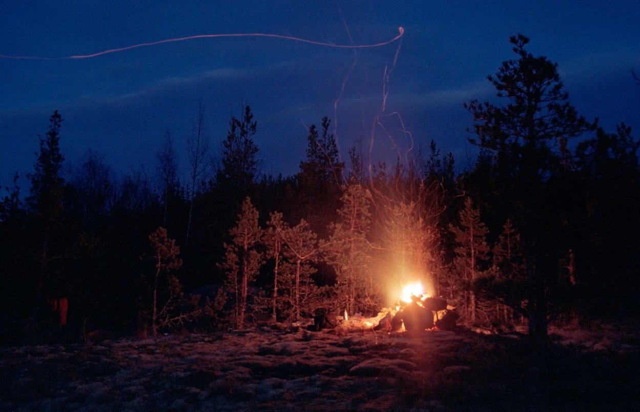 Лес вечером