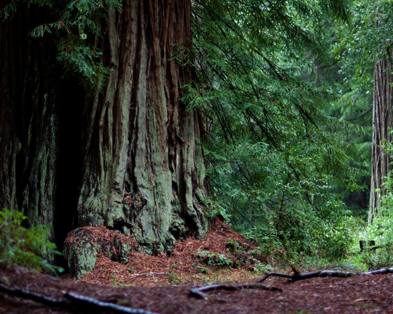 Национальный парк «Редвуд» Калифорния, США