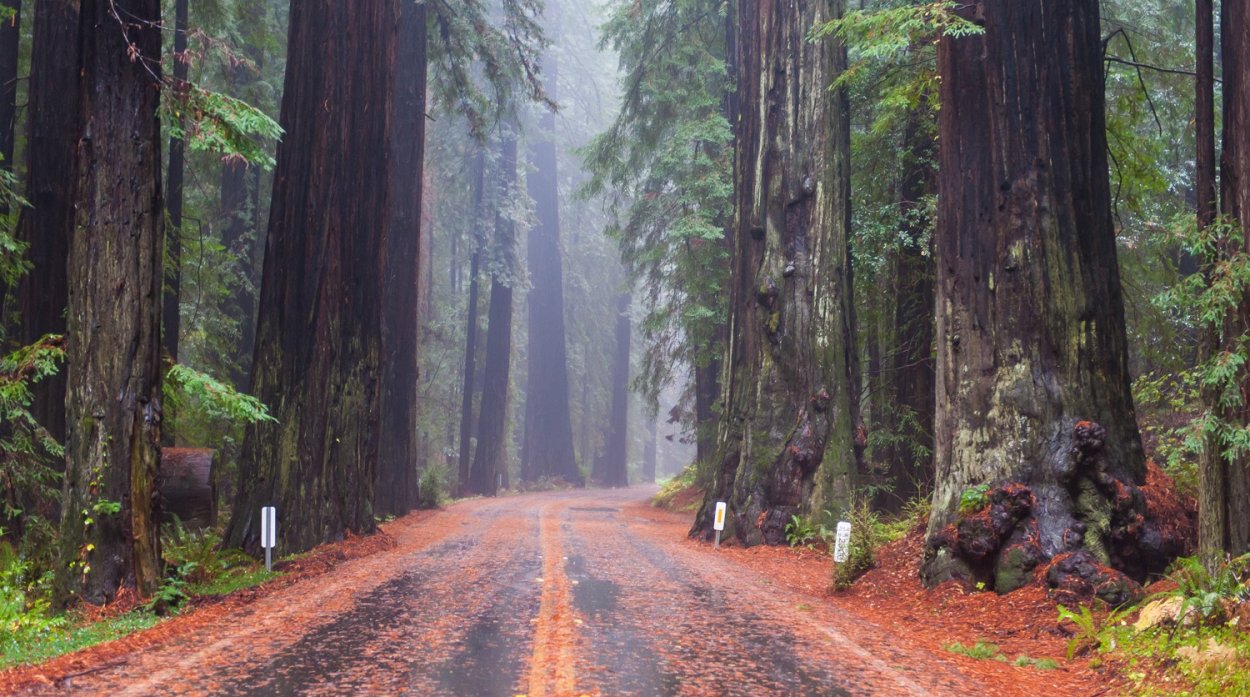 Парк Редвуд Калифорния