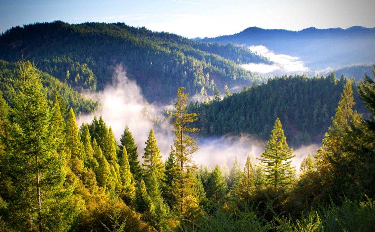 Тайга хвойные леса России