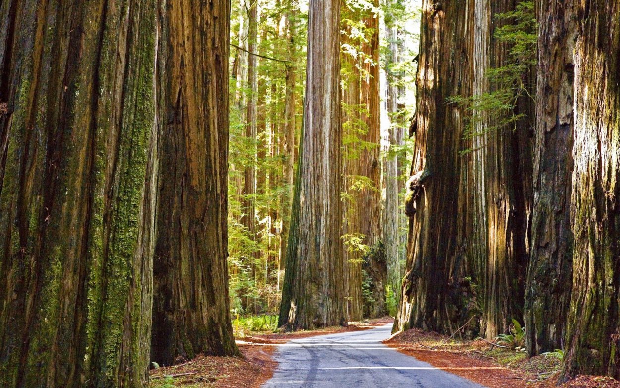Национальный парк «Редвуд» Калифорния, США