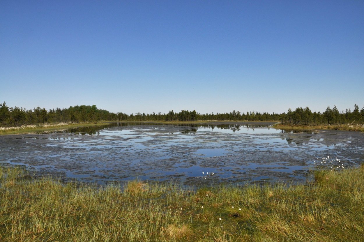 Озеро Вялье Ленинградская область