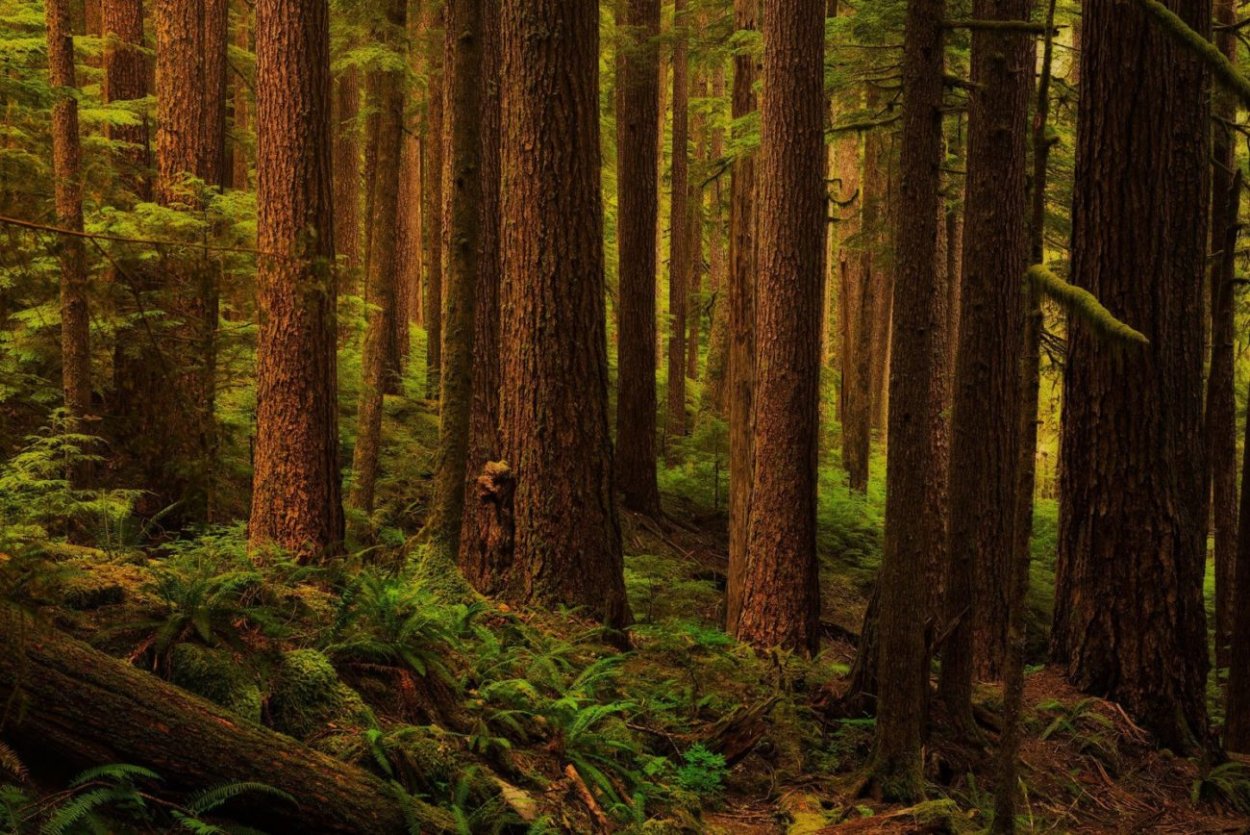 Лес Северной Америки