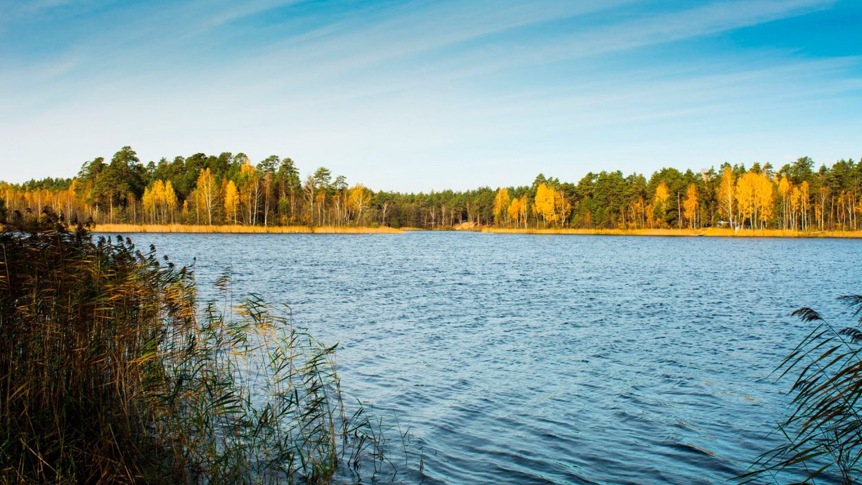 Озеро Рой Сосновский район