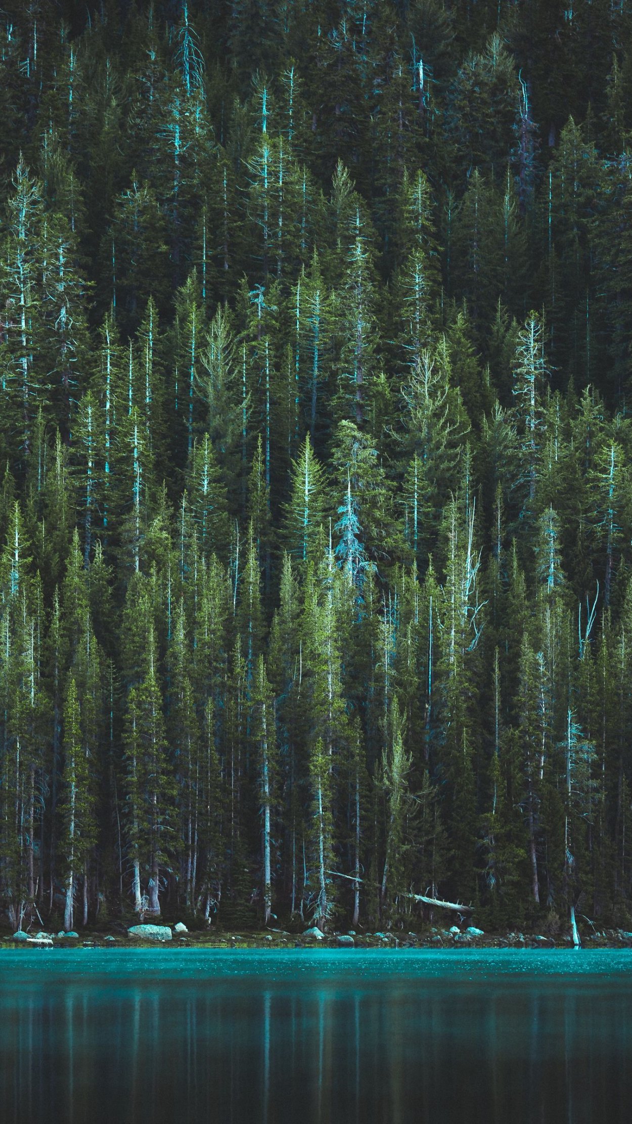 Лес Эстетика