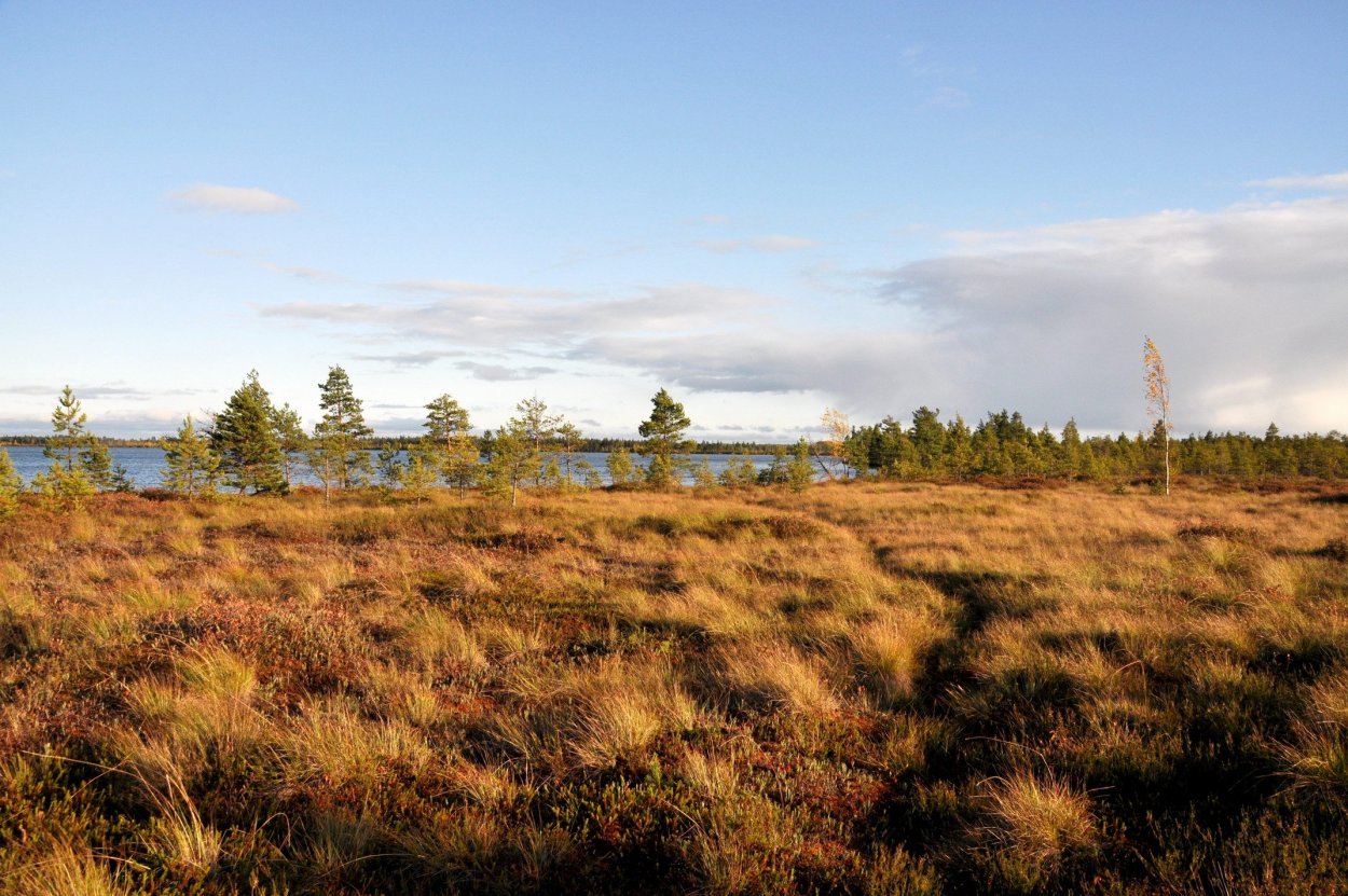 Озеро Вялье Ленинградская