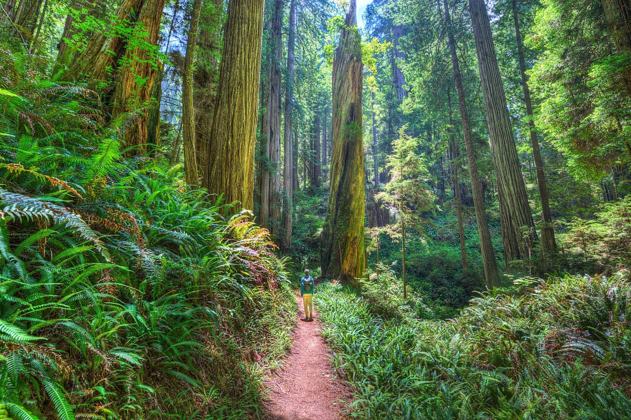 Редвуд национальный парк в Америке