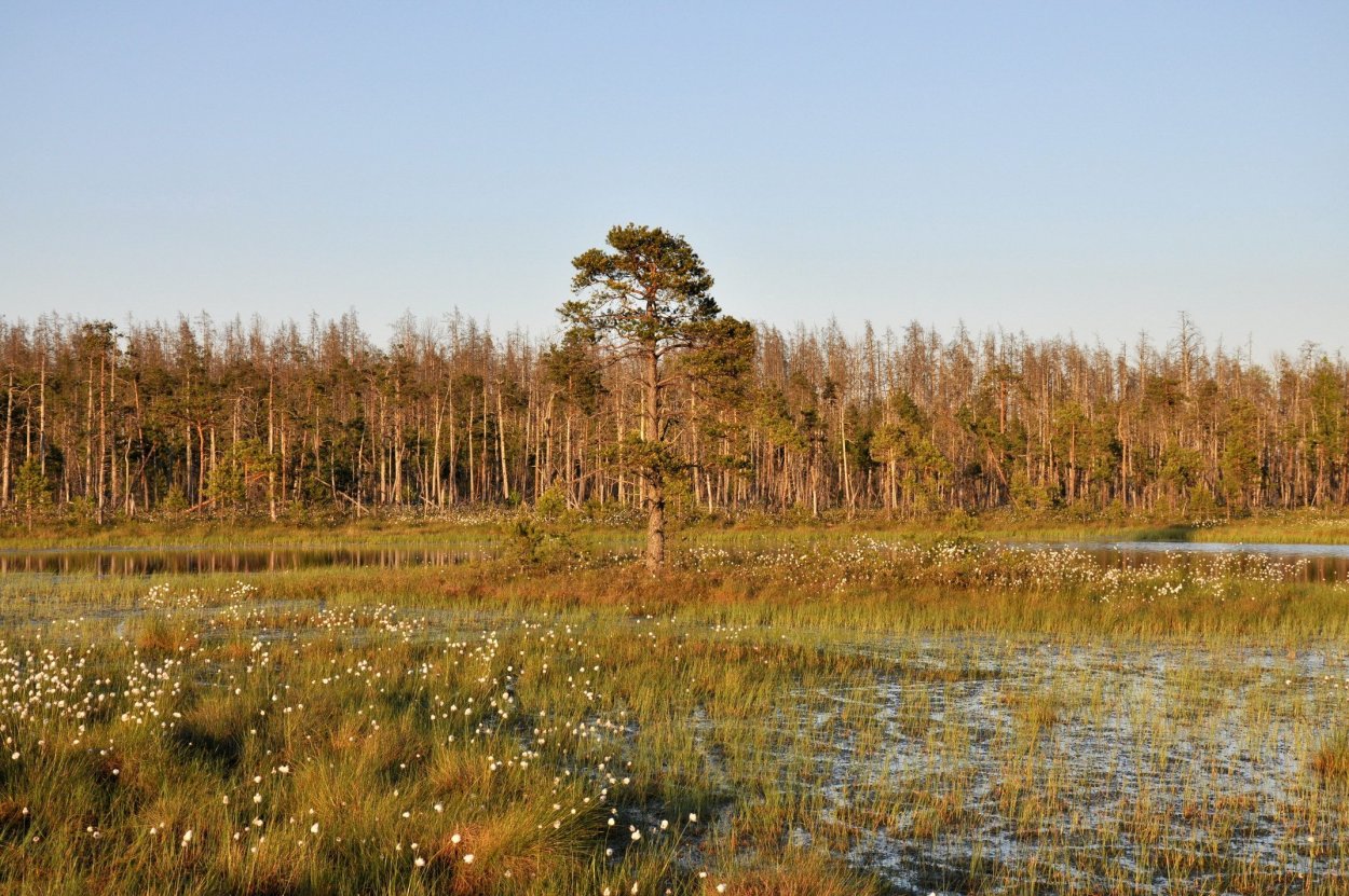Озеро Вялье Мшинская