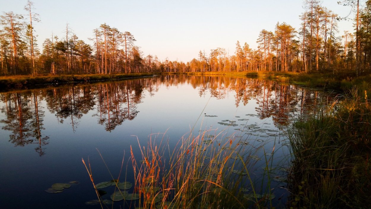 Лесное озеро