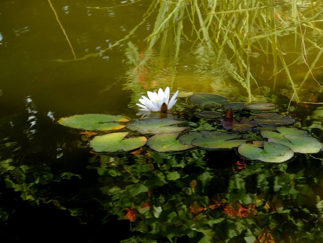 Крылов Порфирий кувшинки