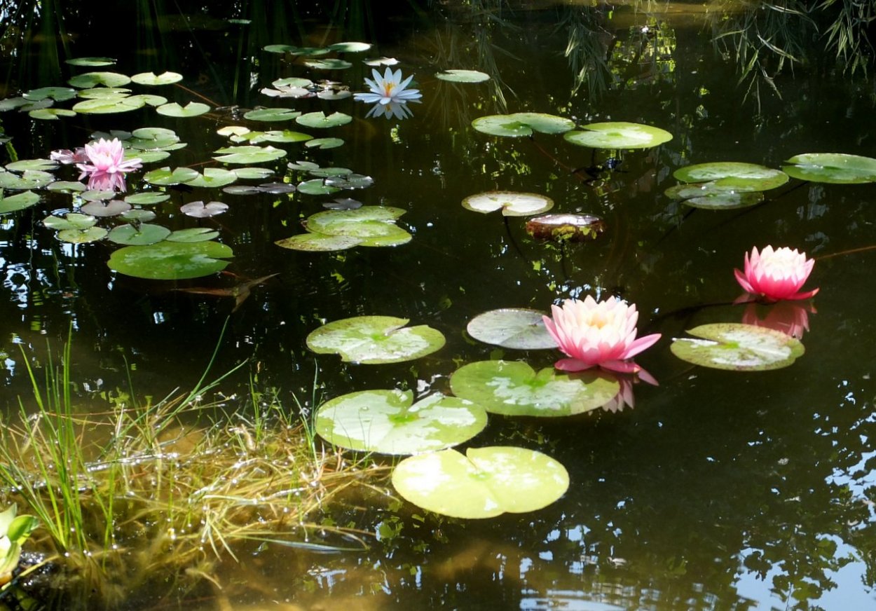 Нимфея Садовая