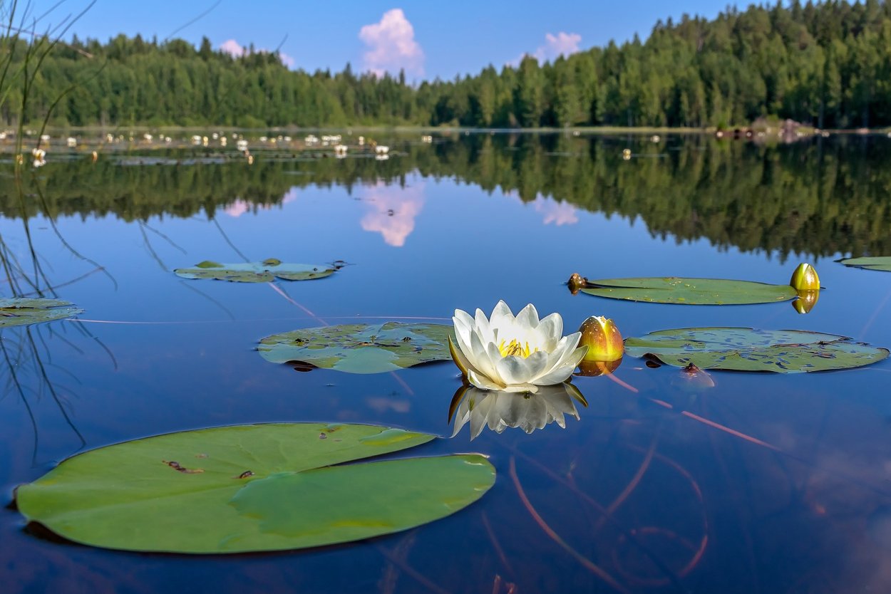 Теренкуль кувшинки