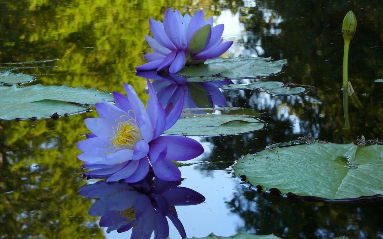 Голубой Лотос (Nymphaea caerulea)