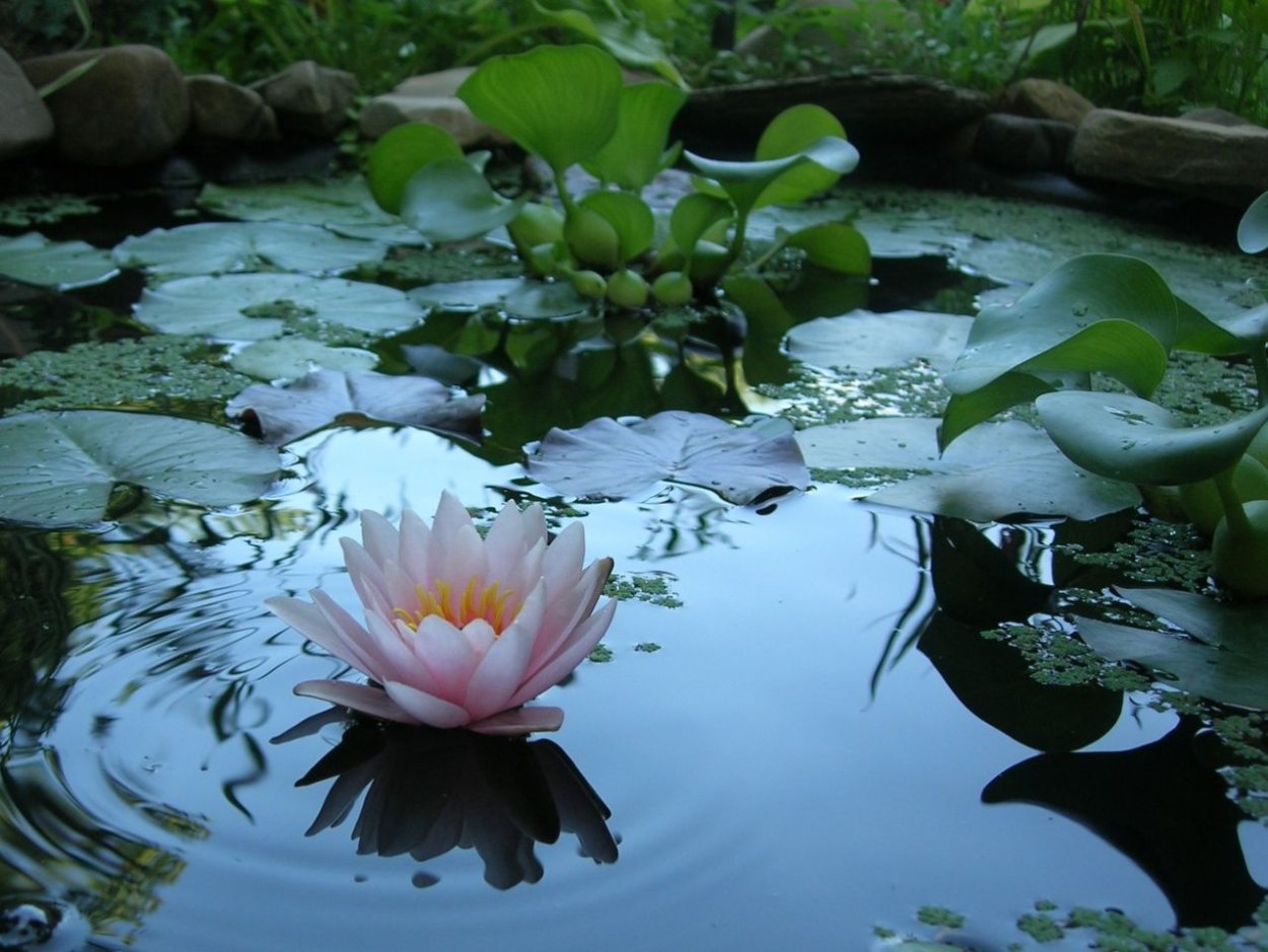 Нимфея Садовая