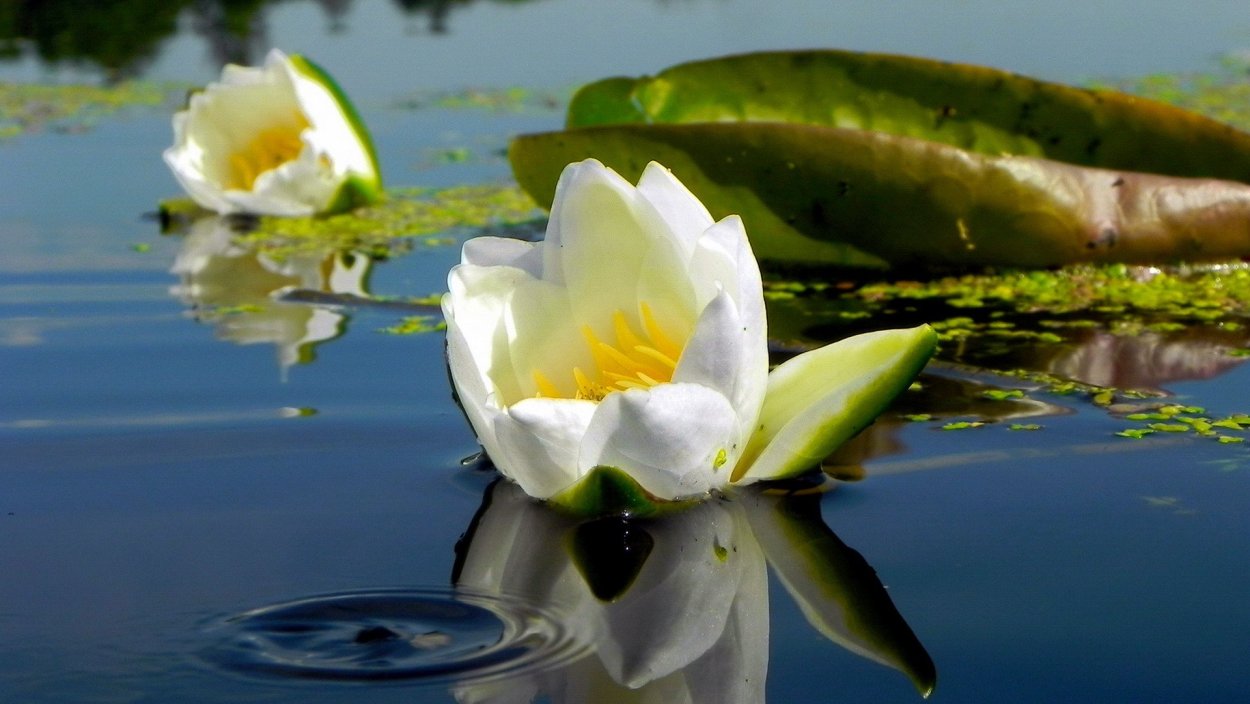 Купава кувшинка