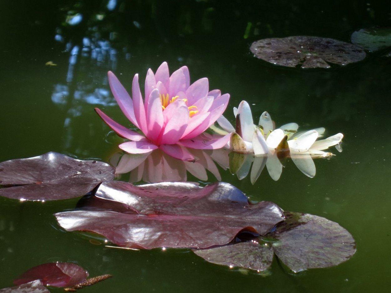 Пруд с кувшинками туман