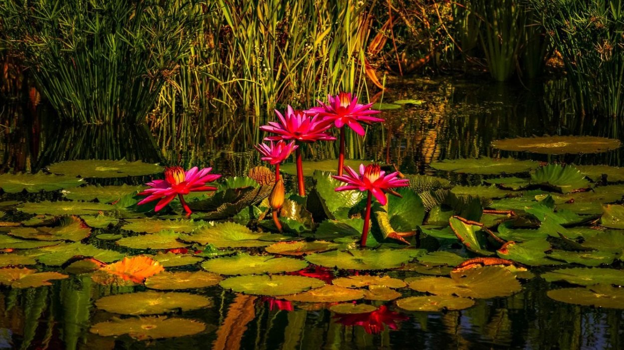 Озеро с кувшинками пейзаж