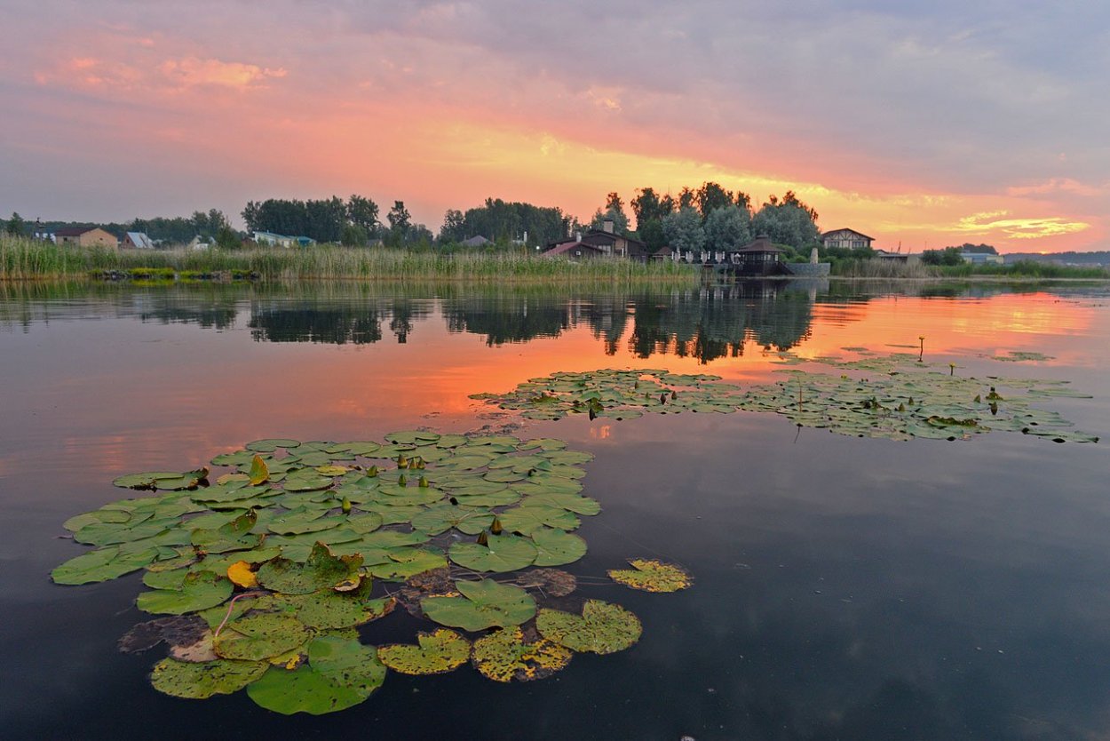Озеро Селигер кувшинки